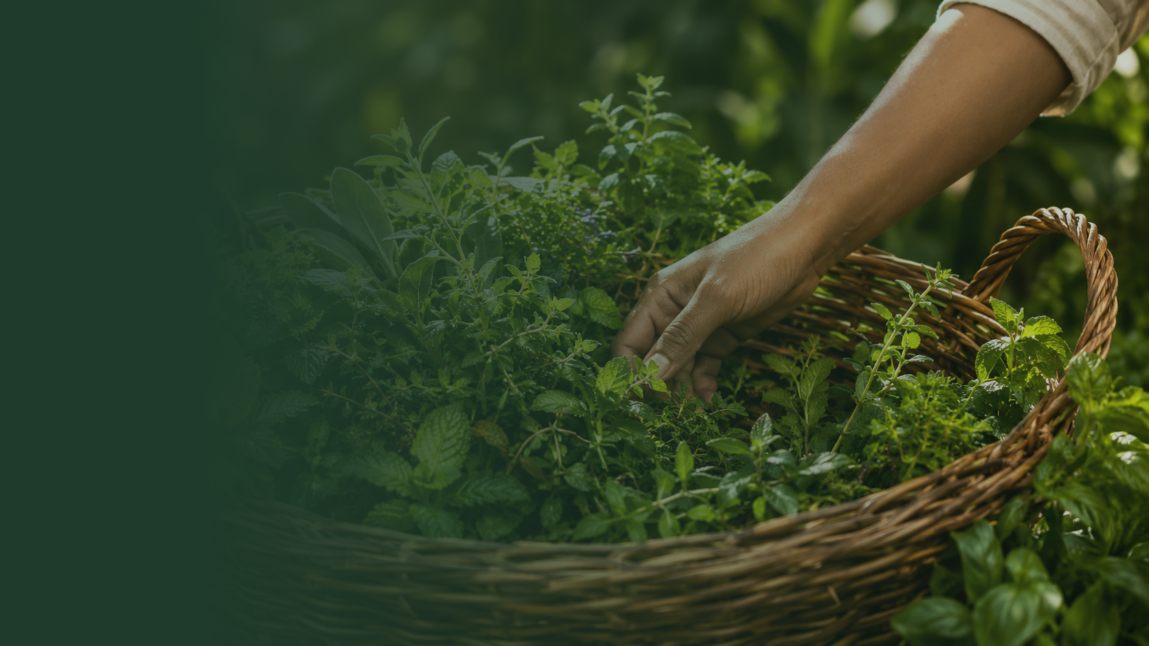 Hands harvesting fresh herbs from the garden